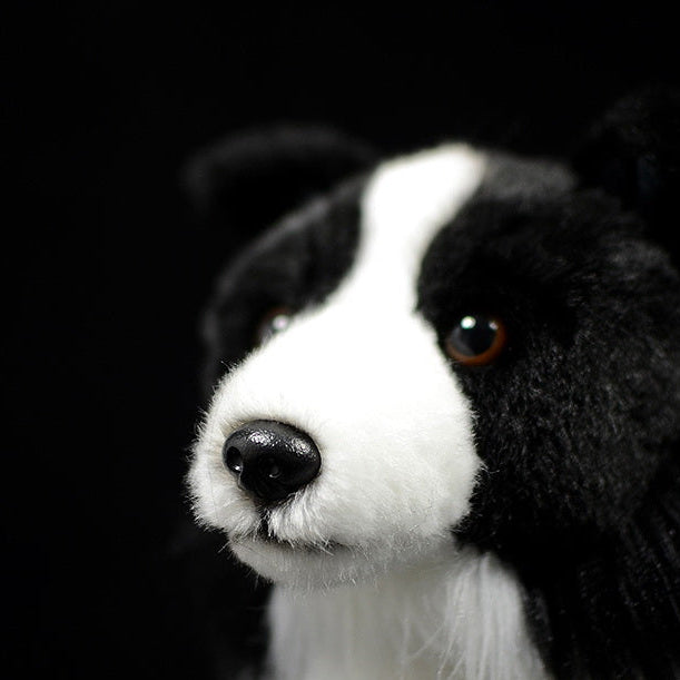 Roscoe the Border Collie | From FeelGood Buddies